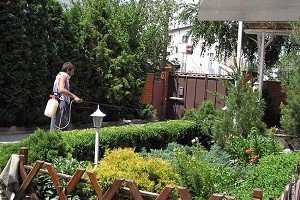 Чим привабливий ялівець лускатий: опис найпопулярніших сортів