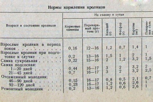 Чим і як правильно годувати кроликів в домашніх умовах: види кормів, правила та особливості організації харчування