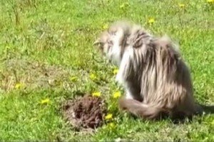 Як позбутися від крота на городі: боротьба з допомогою народних засобів, відлякувачі кротів, ефективні методи, відео