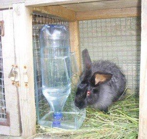 Як зробити поїлку для кроликів своїми руками: види, креслення, фото і відео інструкція