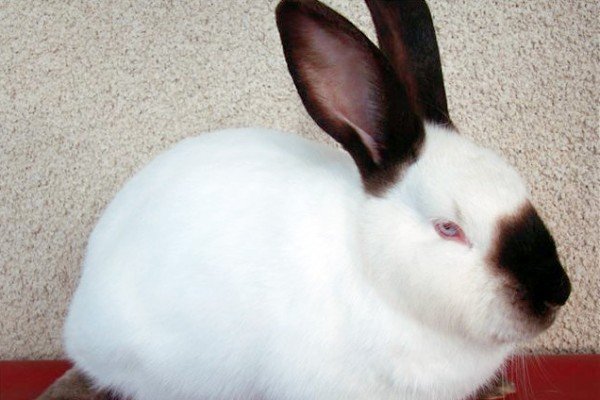 Основні аспекти промислового розведення кролів: концепція бізнесу і умови утримання