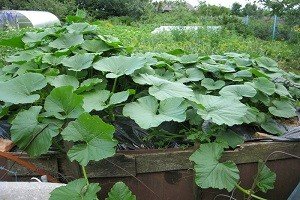 Компостна купа своїми руками: вибір місця, компоненти та етапи приготування