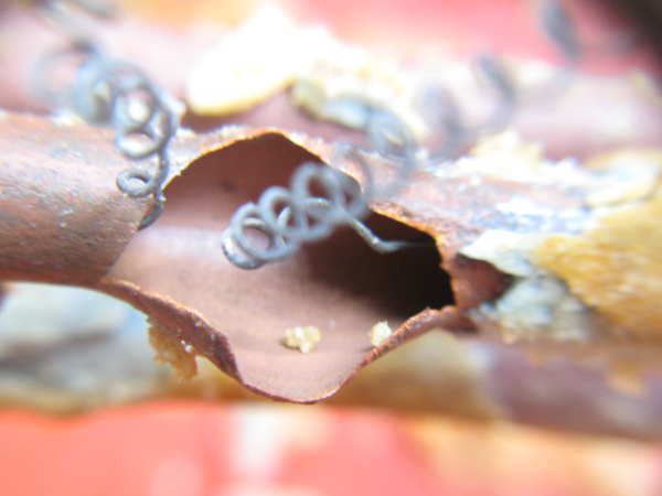 Потік бойлер   що робити, як спустити воду і усунути протікання