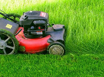 Укладання рулонного газону своїми руками: технологія робіт