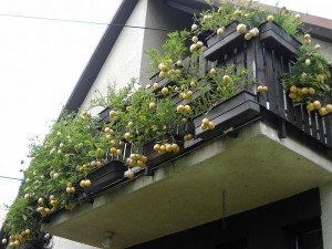 Динна груша Пепіно: опис, особливості вирощування та догляду