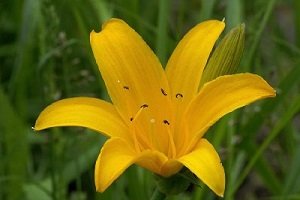 Вирощування лілійників на ділянці: опис видів, технологія посадки та догляду за рослинами