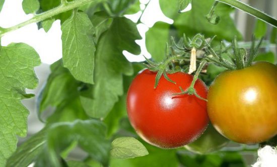 Вирощування помідорів на балконі: сорти томатів, особливості догляду
