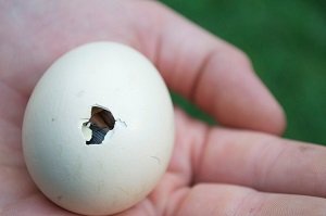 Автоматичний інкубатор для яєць своїми руками: схеми і креслення, покрокова відео інструкція