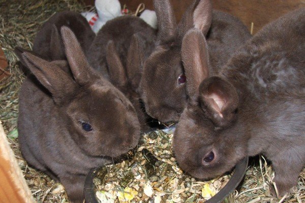 Чим і як правильно годувати кроликів в домашніх умовах: види кормів, правила та особливості організації харчування