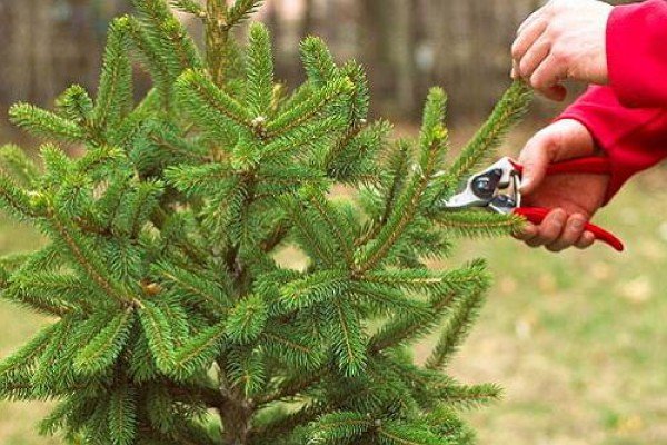 Як пересадити ялинку з лісу на ділянку: корисні поради по посадці та особливості догляду