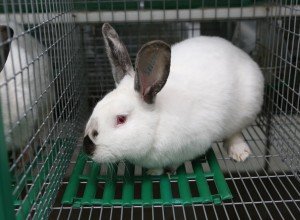 Основні аспекти промислового розведення кролів: концепція бізнесу і умови утримання