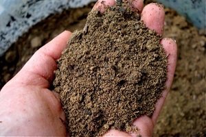 Вирощування лілійників на ділянці: опис видів, технологія посадки та догляду за рослинами