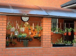 Вирощування орхідеї в домашніх умовах: правила посадки та догляду, розмноження, фото і відео