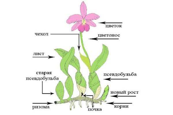 Орхідея Каттлея: особливості посадки і догляду в домашніх умовах