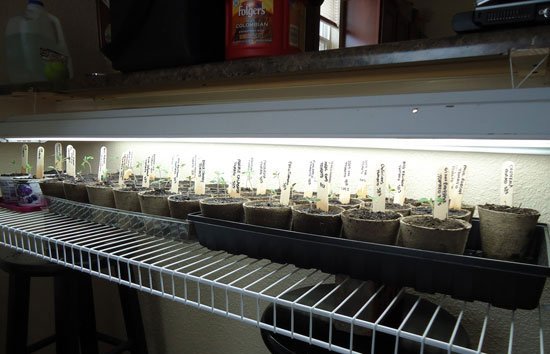 Вирощування помідорів на балконі: сорти томатів, особливості догляду