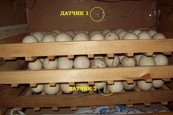 Як зробити інкубатор в домашніх умовах: схеми та можливі варіанти, покрокова інструкція