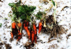 Посадка моркви: підготовка насіння та строки сівби