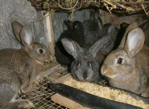 Правильне годування кроликів комбікормом: добова норма, особливості раціону і відеоінструкція