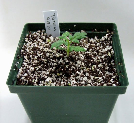 Вирощування помідорів на балконі: сорти томатів, особливості догляду