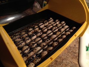 Інкубатор для перепелів: режим інкубації, критерії вибору і варіанти виготовлення своїми руками