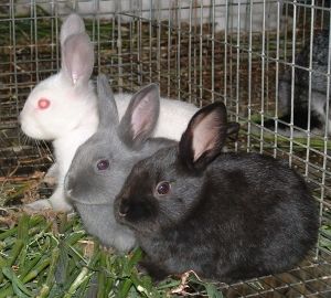 Як правильно зробити крільчатник своїми руками: пристрій, креслення з розмірами, відеоруководство