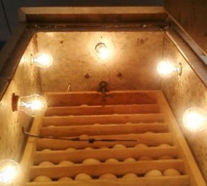 Як зробити інкубатор в домашніх умовах: схеми та можливі варіанти, покрокова інструкція