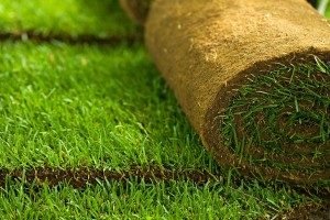Догляд за газоном після зими: добрива, системи поливу, боротьба з бурянами
