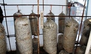 Технологія вирощування гливи в домашніх умовах: способи, покрокова інструкція, фото