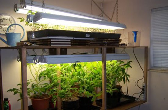 Вирощування помідорів на балконі: сорти томатів, особливості догляду