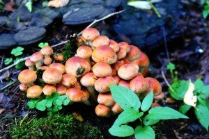 Хибні опеньки: чим відрізняються від їстівних і як їх розпізнати в лісі Хибні опеньки: чим відрізняються від їстівних і як їх розпізнати в лісі