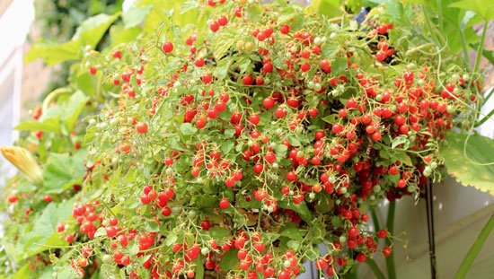 Вирощування помідорів на балконі: сорти томатів, особливості догляду