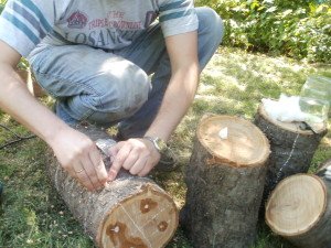 Технологія вирощування гливи в домашніх умовах: способи, покрокова інструкція, фото