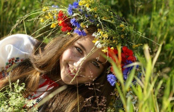 Волошка польовий — квітка з цілющими властивостями