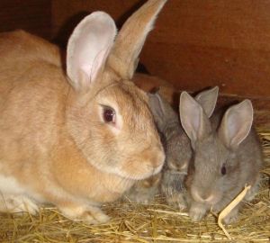 Як правильно зробити крільчатник своїми руками: пристрій, креслення з розмірами, відеоруководство