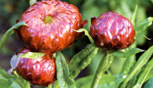 Безсмертник: опис, вирощування та збирання для сушіння Безсмертник: опис, вирощування та збирання для сушіння