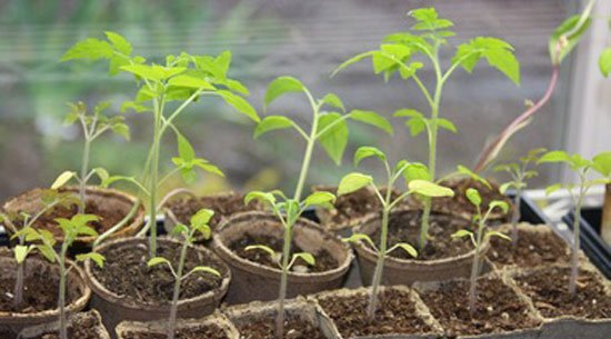 Вирощування помідорів на балконі: сорти томатів, особливості догляду