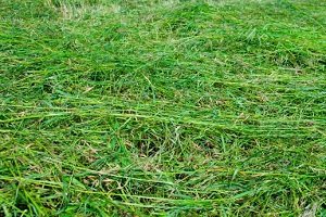 Як прискорити дозрівання компосту на дачі: правильний склад для швидкого приготування і огляд різних прискорювачів