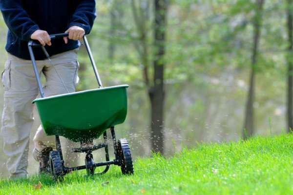 Види і назви бурянів на городі: знайомимося з особливостями бурянистих трав і приймаємо необхідні заходи