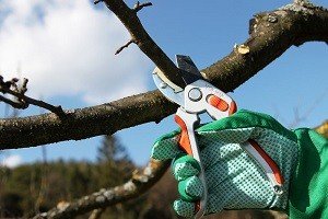 Як грамотно обрізати персик: особливості росту дерева і нюанси процедури, відео обрізання персика навесні
