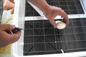 Автоматичний інкубатор для яєць своїми руками: схеми і креслення, покрокова відео інструкція