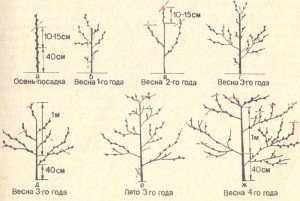 Як грамотно обрізати персик: особливості росту дерева і нюанси процедури, відео обрізання персика навесні