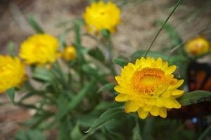 Безсмертник: опис, вирощування та збирання для сушіння