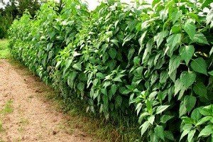 Ця чарівна земляна груша: особливості вирощування та використання топінамбура, докладний відео