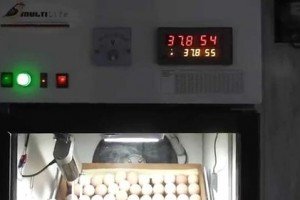 Автоматичний інкубатор для яєць: види, будова, технічні характеристики