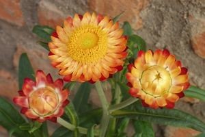 Безсмертник: опис, вирощування та збирання для сушіння Безсмертник: опис, вирощування та збирання для сушіння