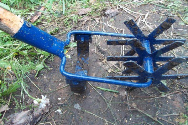 Коли копати картоплю — збираємо урожай після цвітіння
