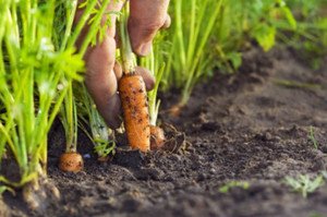 Різноманіття сортів моркви: забарвлення, форма і строки дозрівання