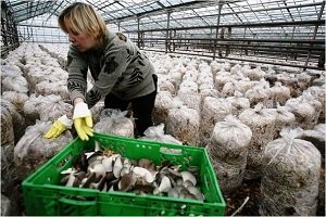 Технологія вирощування гливи в домашніх умовах: способи, покрокова інструкція, фото