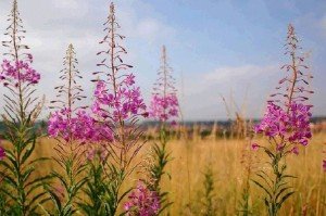 Іван (кипрей) чай: збір і сушка в домашніх умовах