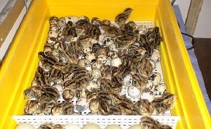 Інкубатор для перепелів: режим інкубації, критерії вибору і варіанти виготовлення своїми руками